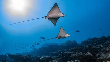 animal, reef, snorkeling, underwater - Due maestose aquile di mare nuotano con grazia sopra una vibrante barriera corallina con il sole che brilla in superficie.