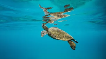 animal, snorkeling, underwater - A green sea turtle swims gracefully near the water surface, creating a beautiful reflection in the clear blue sea.