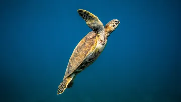 animal, snorkeling, underwater - A majestic green sea turtle gracefully swimming through the clear deep blue waters of the tropical ocean