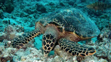 animal, nature, reef, snorkeling, underwater - Una bellissima tartaruga embricata dal guscio dettagliato che si nutre di corallo sott'acqua nell'oceano cristallino.
