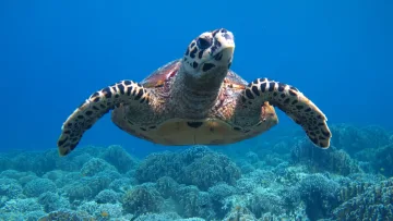 animal, reef, snorkeling, underwater - Close up view of a beautiful hawksbill turtle swimming gracefully over a vibrant coral reef in deep blue ocean water