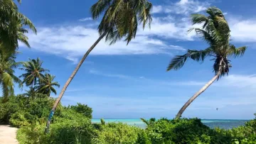 local-island, nature - Vista di rigogliose palme che si inclinano sul paesaggio tropicale dell'isola locale di Dhangethi alle Maldive.