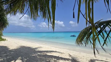 beach, local-island, nature, sea - Palm trees frame the turquoise lagoon and white sandy beach on the local island of Dhigurah in the Maldives.