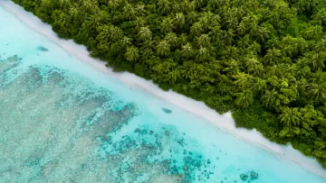 beach, drone-shot, local-island, nature, reef, sea - Drone aerial view of the turquoise reef and white sand beach of Dhigurah island surrounded by lush palm trees.