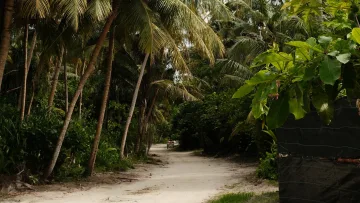 local-island, nature - A scenic sandy pathway surrounded by lush tropical palm trees and dense vegetation on the local island of Dhigurah.