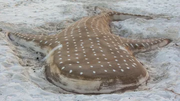 animal, beach, local-island - Artistic sand sculpture of a whale shark on the beach of Dhigurah island, Alifu Dhaalu Atoll, in the Maldives.
