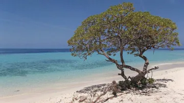 beach, local-island, nature, sea - A lush tree standing on the white sandy beach of Felidhoo island in Vaavu Atoll with clear turquoise ocean water.