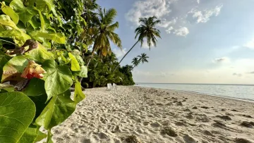 beach, local-island, nature, sky - A beautiful sandy beach with lush tropical foliage on the local island of Felidhoo, Vaavu Atoll, under clear sky.