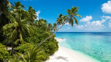 beach, local-island, nature, sea - Aerial view of a pristine white sandy beach with leaning palm trees on the local island of Felidhoo, Vaavu Atoll.