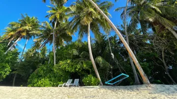 local-island, nature, relax - A hanging swing attached to a palm tree on the beach of Felidhoo, a local island in the Vaavu Atoll of the Maldives.