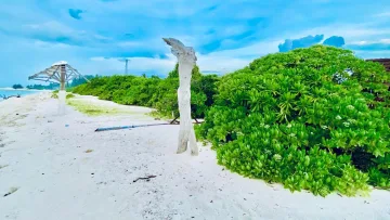 beach, local-island - Scenic view of a sandy beach with driftwood and green lush vegetation on Fenfushi Island in Alifu Dhaalu Atoll, Maldives.