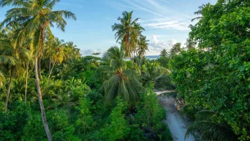 local-island, nature - A vibrant pathway winding through dense tropical trees and coconut palms on Fenfushi local island, Alifu Dhaalu Atoll.