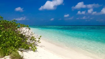 beach, local-island, sea - View of a pristine white sandy beach with green tropical foliage at Feridhoo Island in the Alifu Alifu Atoll under a bright blue sky.