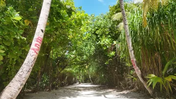 local-island, nature - A lush tropical sandy path through the dense jungle of Fulhadhoo island in Baa Atoll, shaded by tall palm trees.