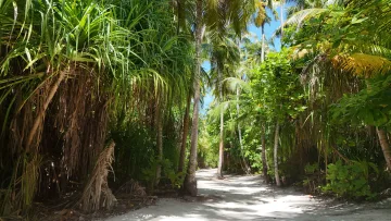 local-island, nature - A sandy pathway winding through lush palm trees and tropical vegetation on Fulhadhoo Island in the Baa Atoll region.