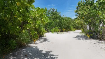 local-island, nature - A scenic sandy path winding through lush tropical vegetation on Fulhadhoo local island in the Baa Atoll, Maldives.