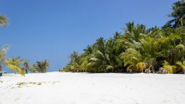 beach, local-island, nature - A beautiful white sandy beach lined with palm trees on the local island of Fulidhoo in the Vaavu Atoll.