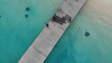 animal, drone-shot, local-island, sea - Aerial view of a person on the concrete jetty at Fulidhoo island, Vaavu Atoll, surrounded by several swimming stingrays in clear turquoise water.