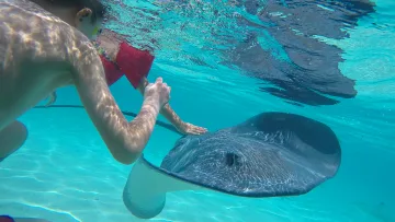 activity, animal, local-island, snorkeling, underwater - Child snorkeling and interacting with a friendly stingray in the crystal clear water of Fulidhoo island, Vaavu Atoll.