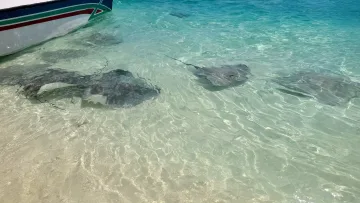 animal, local-island, sea - Several stingrays swimming in the crystal clear shallow water near a boat on Fulidhoo Island, Vaavu Atoll.