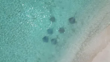 animal, drone-shot, local-island, sea - Aerial view of a group of stingrays swimming in the shallow crystal clear turquoise water at Fulidhoo Island in the Vaavu Atoll.