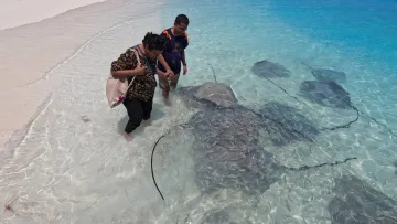 animal, local-island, people - Tourists standing in shallow crystal water feeding stingrays at Fulidhoo island, Vaavu atoll, on a sunny day.