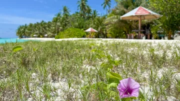 beach, local-island, nature - Primo piano di un fiore viola su una spiaggia assolata a Mathiveri, atollo di Alifu Alifu, Maldive con palme.