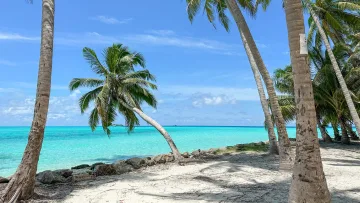local-island, nature - Una splendida vista del mare turchese e palme da cocco sull'isola di Mathiveri nell'atollo di Alifu Alifu, Maldive.