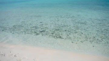 beach, bikini-beach, local-island, sea - Una bellissima vista della laguna turchese poco profonda con fondale sabbioso e acqua cristallina a Mathiveri Island, atollo Alifu Alifu.