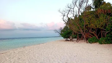 beach, bikini-beach, local-island, nature - View of the serene white sandy beach of Omadhoo local island in Alifu Dhaalu Atoll, surrounded by tropical trees.