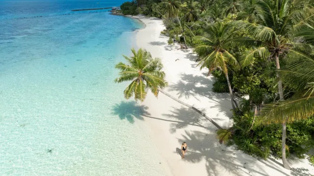 beach, local-island, nature, people, sea - Aerial view of a woman walking on the white sand beach of Omadhoo island in Alifu Dhaalu Atoll, surrounded by palms.