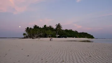 beach, local-island, nature, sunset - View of the beach at sunset on Omadhoo Island, Alifu Dhaalu Atoll, with the moon rising over the palm trees.