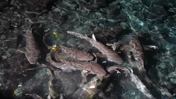 animal - A group of nurse sharks feeding in clear shallow water near the local island of Omadhoo in Alifu Dhaalu Atoll.