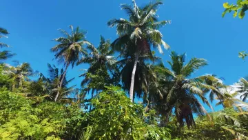 local-island, nature - Vibrant green palm trees against a clear blue sky on Omadhoo Island in the beautiful Alifu Dhaalu Atoll, Maldives.