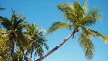 nature - Vibrant palm trees against a clear blue sky on the local island of Omadhoo in the Alifu Dhaalu Atoll, Maldives.