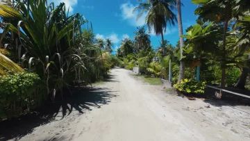 local-island, nature - View of a sandy path lined with palm trees and lush tropical vegetation on Omadhoo Island, Alifu Dhaalu Atoll