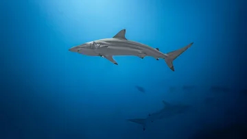 animal, local-island, underwater - A blacktip reef shark swimming in the deep blue waters near Rasdhoo island, Alifu Alifu atoll, Maldives.