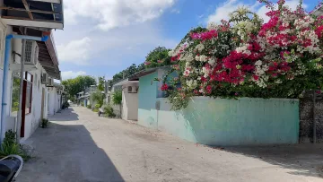 local-island, nature - A sunny street on Rasdhoo local island in North Ari Atoll with a large vibrant white and pink bougainvillea tree.