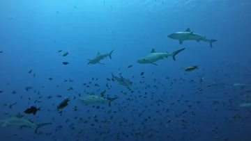 animal, local-island, underwater - A group of grey reef sharks swimming in deep blue water near Rasdhoo Island, North Ari Atoll, Maldives underwater.