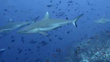 local-island, reef, underwater - Numerous grey sharks swimming at Madivaru Corner near Rasdhoo Island, Alifu Alifu Atoll, Maldives.
