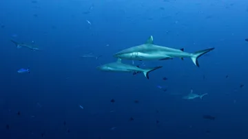 animal, local-island, underwater - Underwater shot of greyfin sharks swimming in Madivaru Corner, Rasdhoo in Alifu Alifu Atoll.