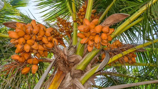 local-island, nature - A close-up view of a vibrant coconut palm tree filled with clusters of ripe orange coconuts on Thoddoo Island.