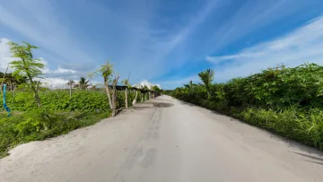 local-island, nature - Una strada sterrata che attraversa rigogliose piantagioni e orti tropicali sull'isola locale di Thoddoo.