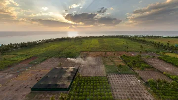 drone-shot, local-island, nature, sunset - Aerial drone shot of lush green agricultural fields on Thoddoo island at sunset with sun rays over the horizon