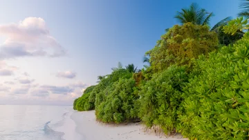 beach, local-island, nature - Una serena spiaggia di sabbia bianca con rigogliosa vegetazione tropicale e palme sulla costa di Thoddoo alle Maldive