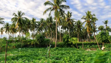 local-island, nature - Lussureggiante piantagione di palme tropicali sull'isola locale di Thoddoo nell'atollo di Alifu Alifu