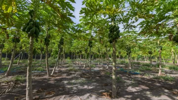 Rows of vibrant papaya trees full of ripening fruits in a lush organic plantation on the local island of Thoddoo.