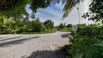 local-island, nature - Un ampio sentiero sabbioso incorniciato da palme tropicali e vegetazione lussureggiante sull'isola locale di Thoddoo.