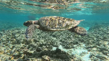 animal, local-island, reef, snorkeling, underwater - Una bellissima tartaruga marina nuota sopra la barriera corallina bassa dell'isola di Thoddoo nell'atollo Alifu Alifu.