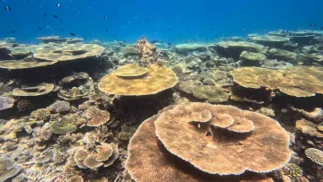 local-island, nature, reef, snorkeling, underwater - Una bellissima vista della fiorente barriera corallina al largo dell'isola di Thulusdhoo nell'atollo Kaafu.